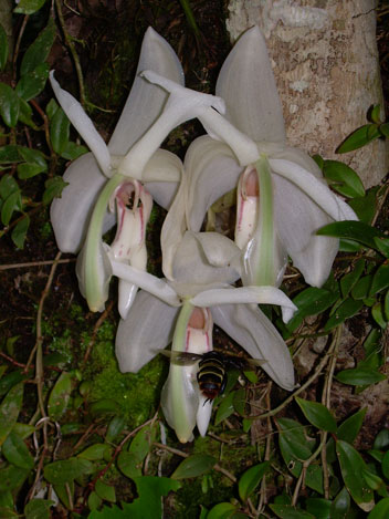 Bloemen Neotropical